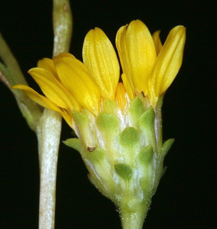 Pyrrocoma racemosa var. paniculata