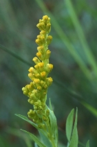 Solidago canadensis ssp. elongata