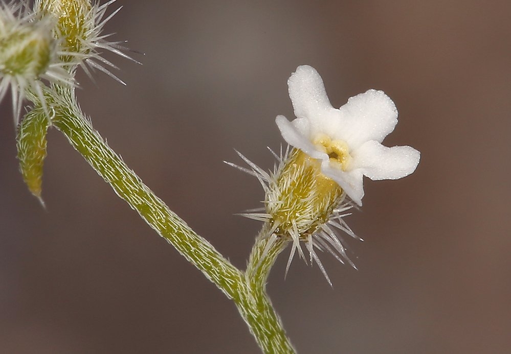 Johnstonella racemosa