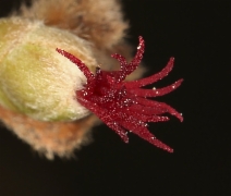 Corylus cornuta var. californica