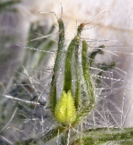 Cryptantha nevadensis var. nevadensis