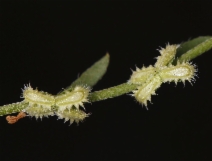 Pectocarya linearis ssp. ferocula