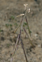 Caulanthus lasiophyllus