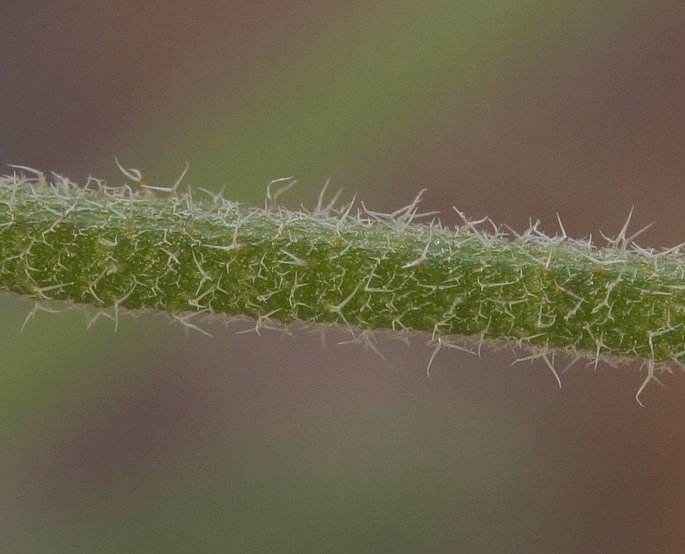Strigosella africana
