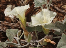 Calystegia malacophylla ssp. malacophylla