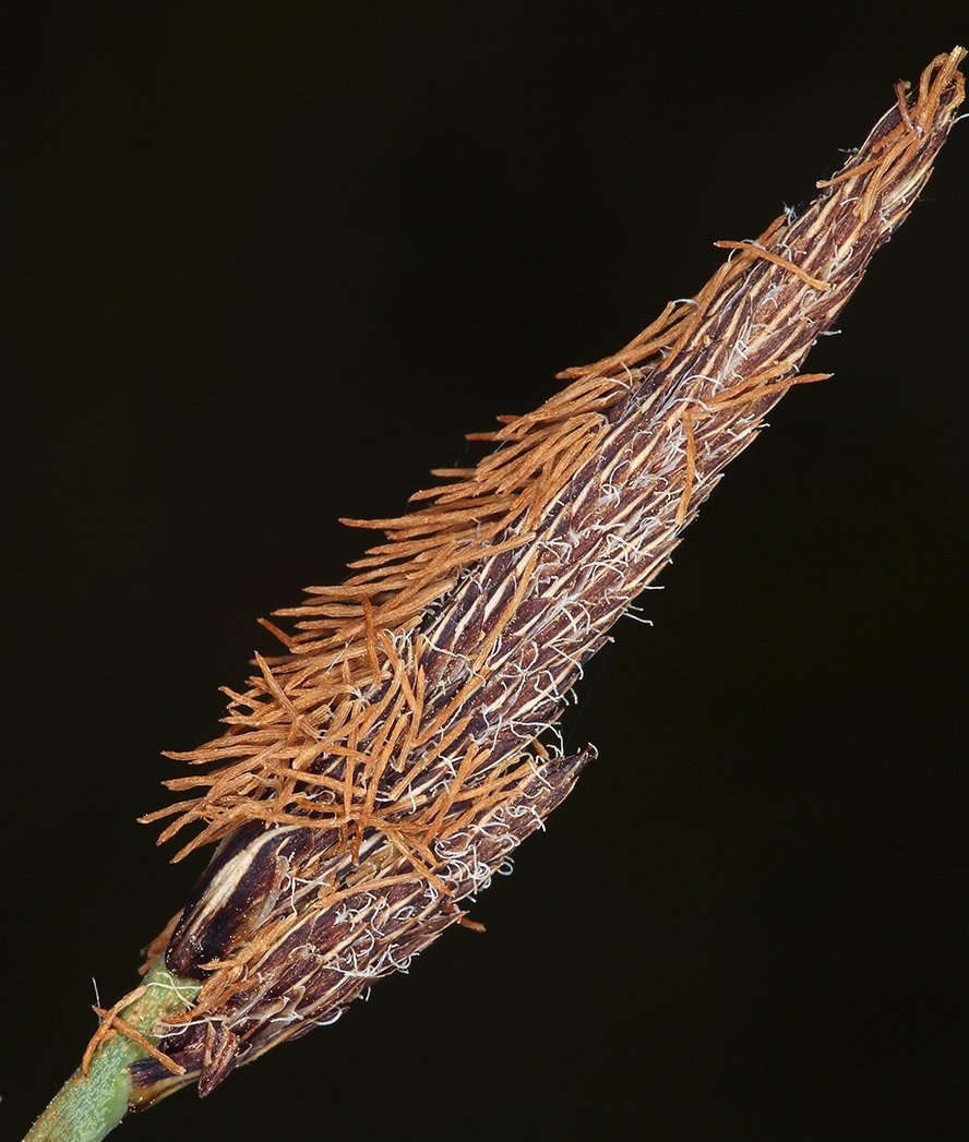 Carex nebrascensis