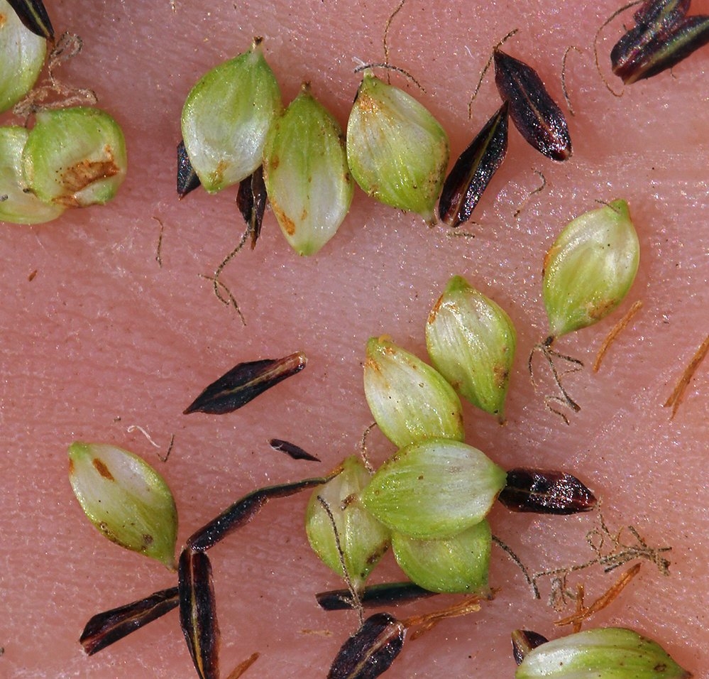 Carex nebrascensis
