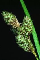 Carex heteroneura var. heteroneura