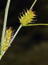 Carex vesicaria var. vesicaria