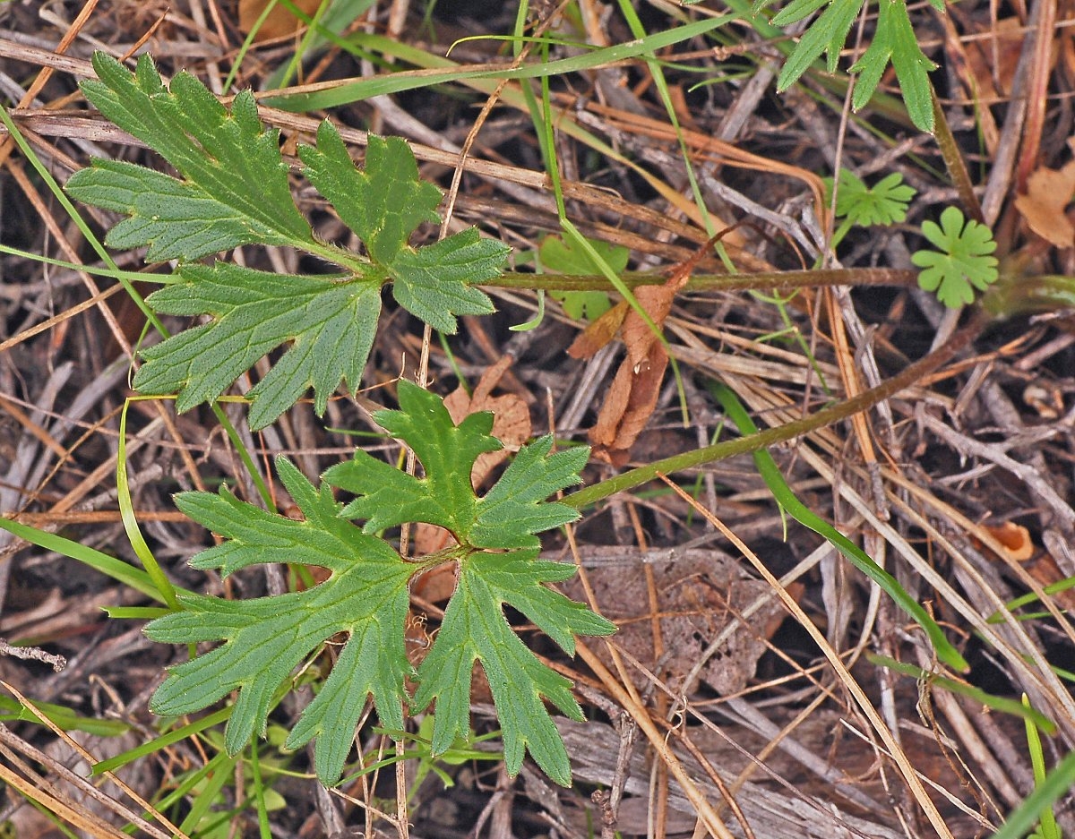 Ranunculus canus