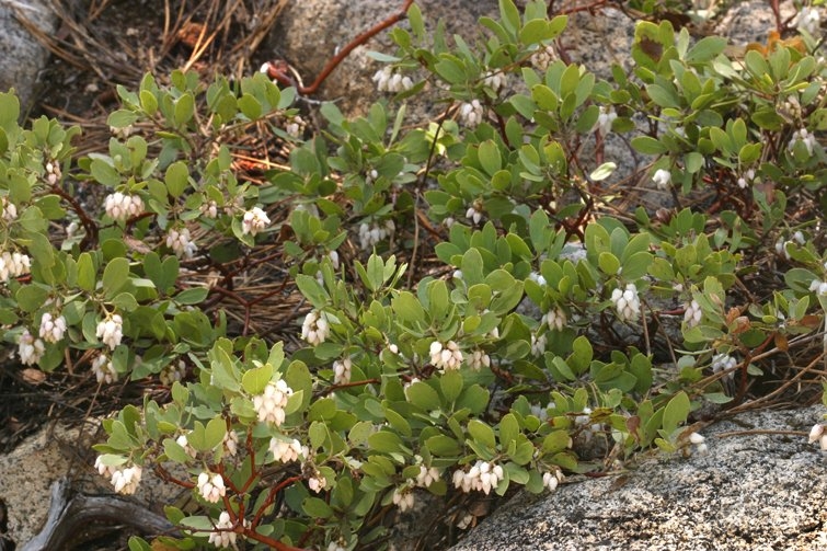 Arctostaphylos nevadensis ssp. nevadensis