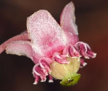 Chimaphila umbellata