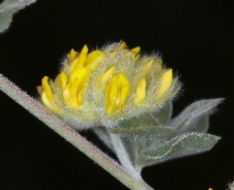 Lotus argophyllus
