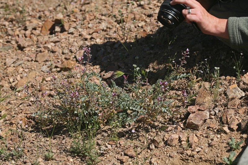 Astragalus cimae