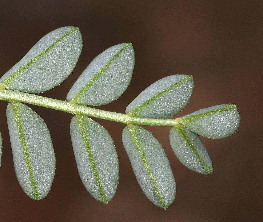 Astragalus curvicarpus