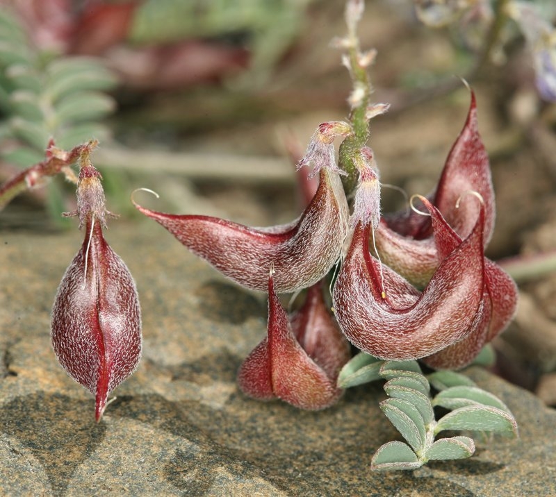 Astragalus inyoensis