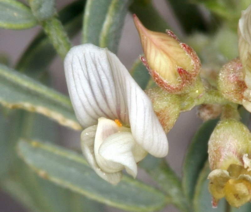 Astragalus johannis-howellii