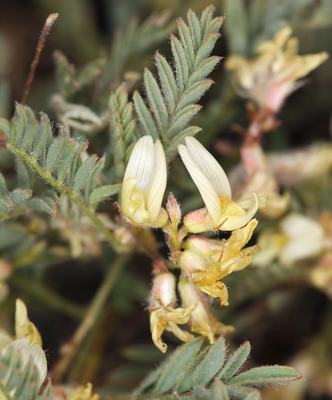 Astragalus lentiformis