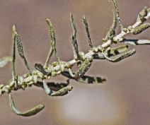 Atriplex canescens ssp. linearis