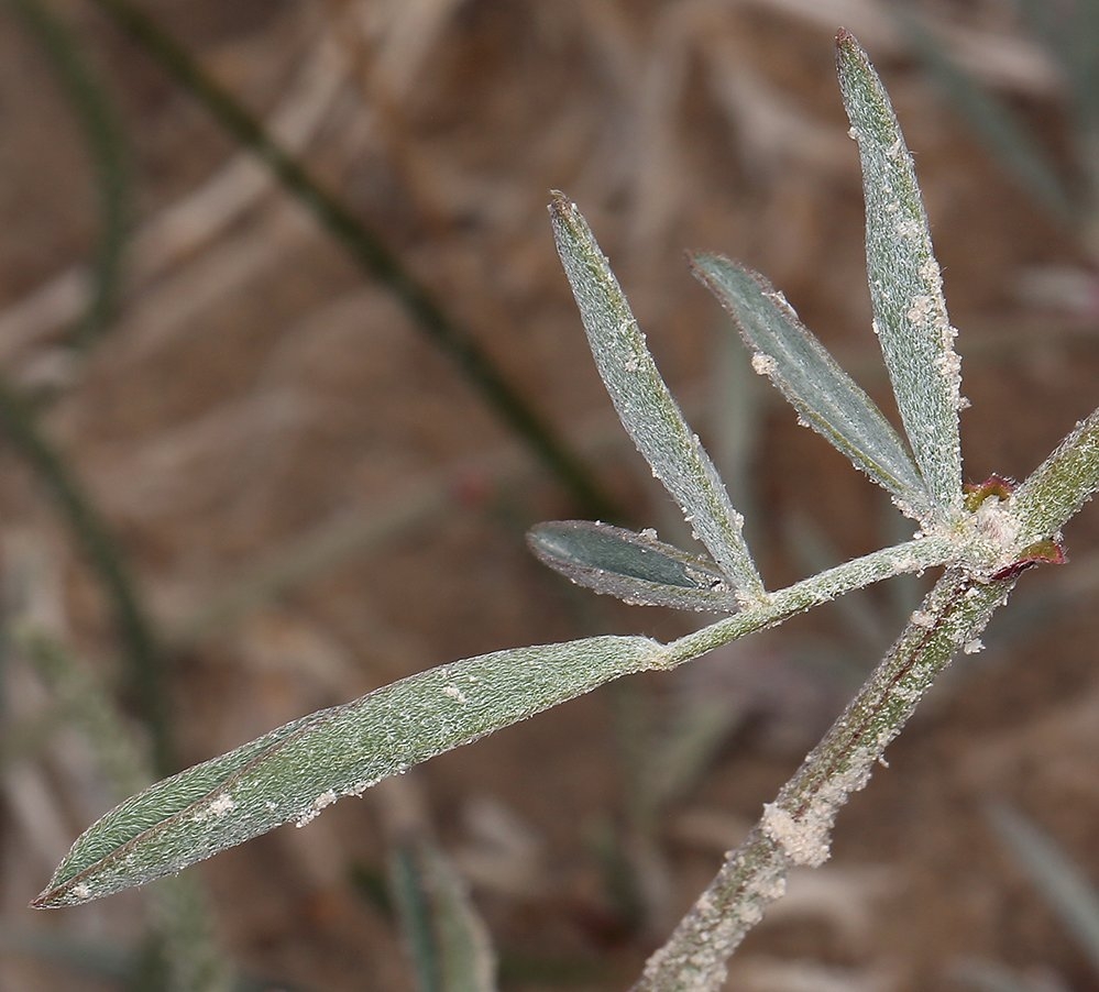 Astragalus lentiginosus var. piscinensis