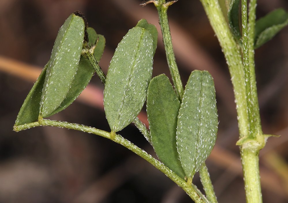 Astragalus rattanii