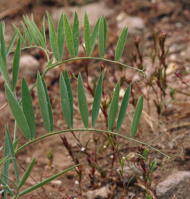 Lathyrus lanszwertii var. lanszwertii