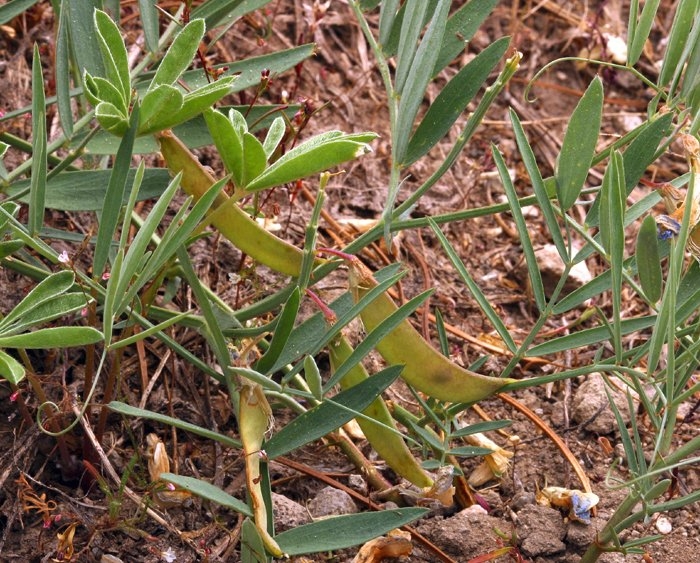 Lathyrus lanszwertii