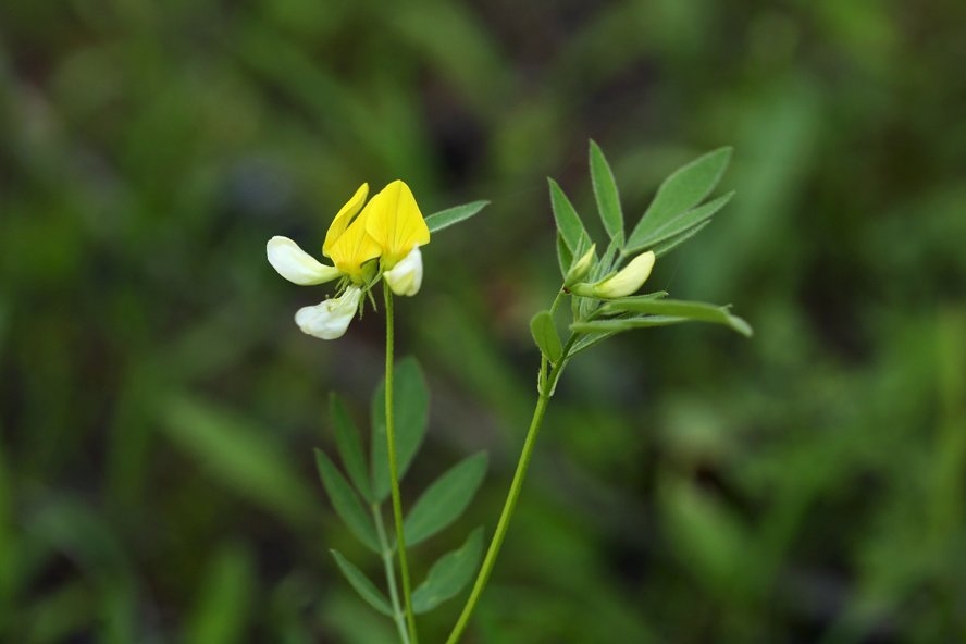 Hosackia oblongifolia