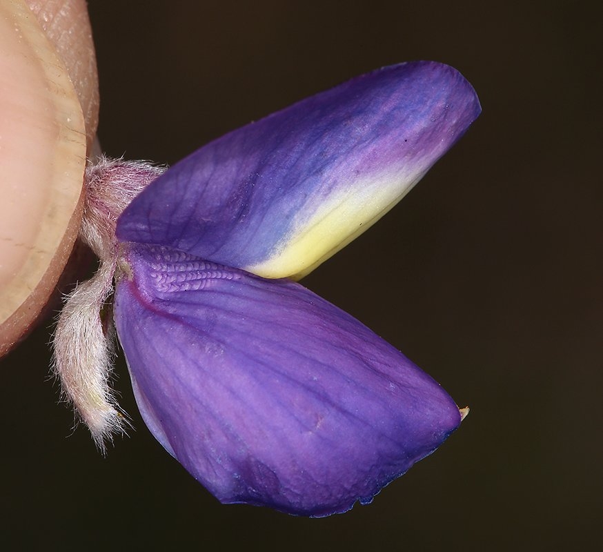 Lupinus albifrons var. austromontanus