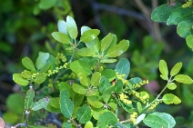 Quercus vaccinifolia