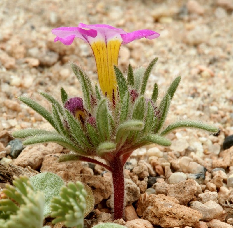 Nama aretioides var. multiflora