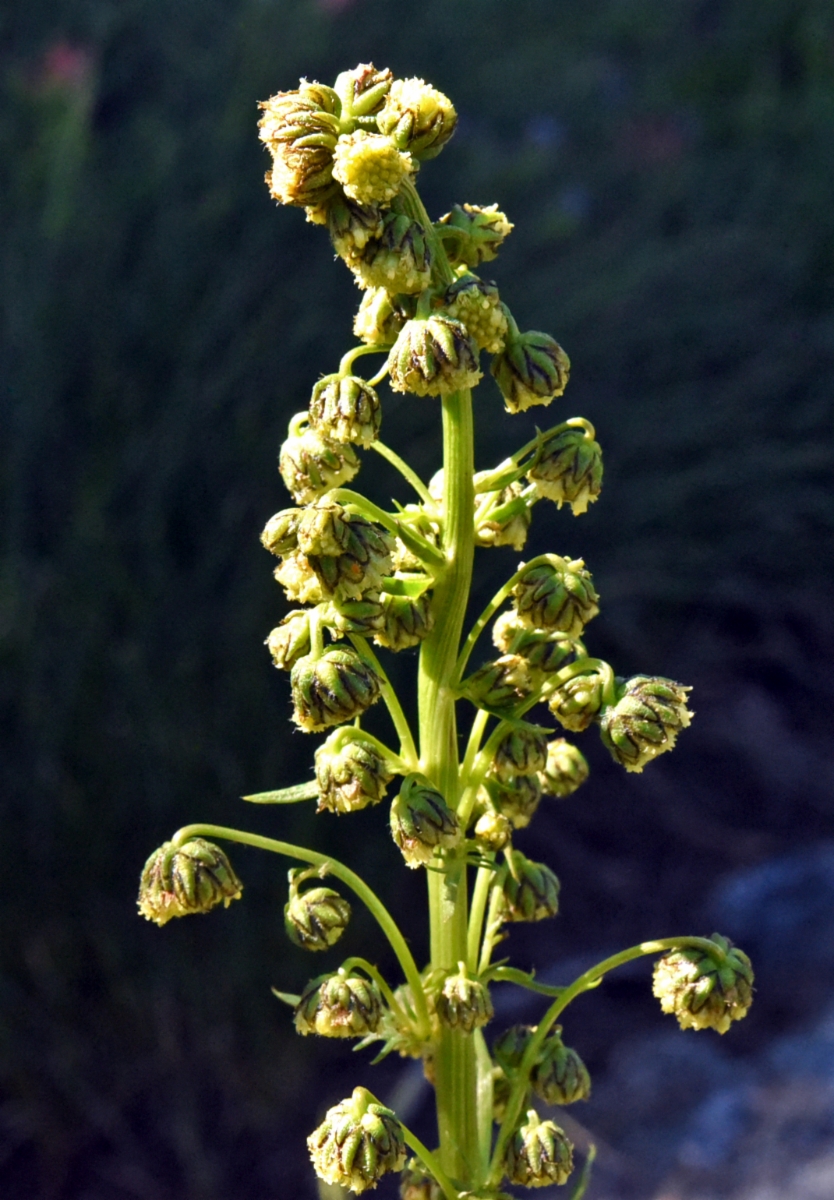 Artemisia norvegica