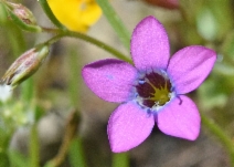 Gilia leptalea