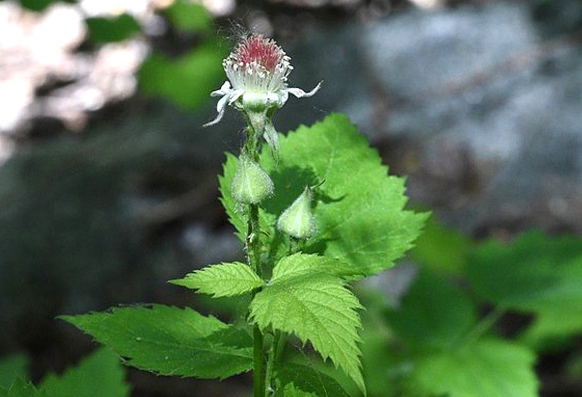 Rubus leucodermis