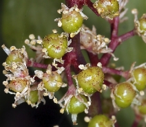 Maianthemum racemosum var. amplexicaule
