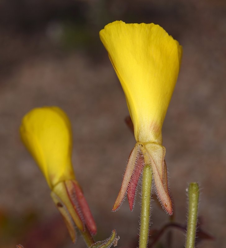 Camissonia kernensis