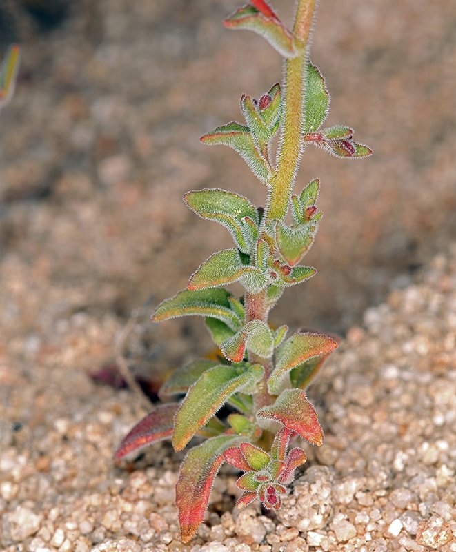Camissonia kernensis