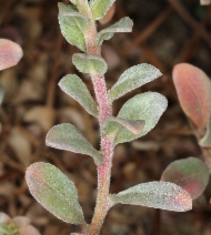 Camissonia cheiranthifolia ssp. suffruticosa