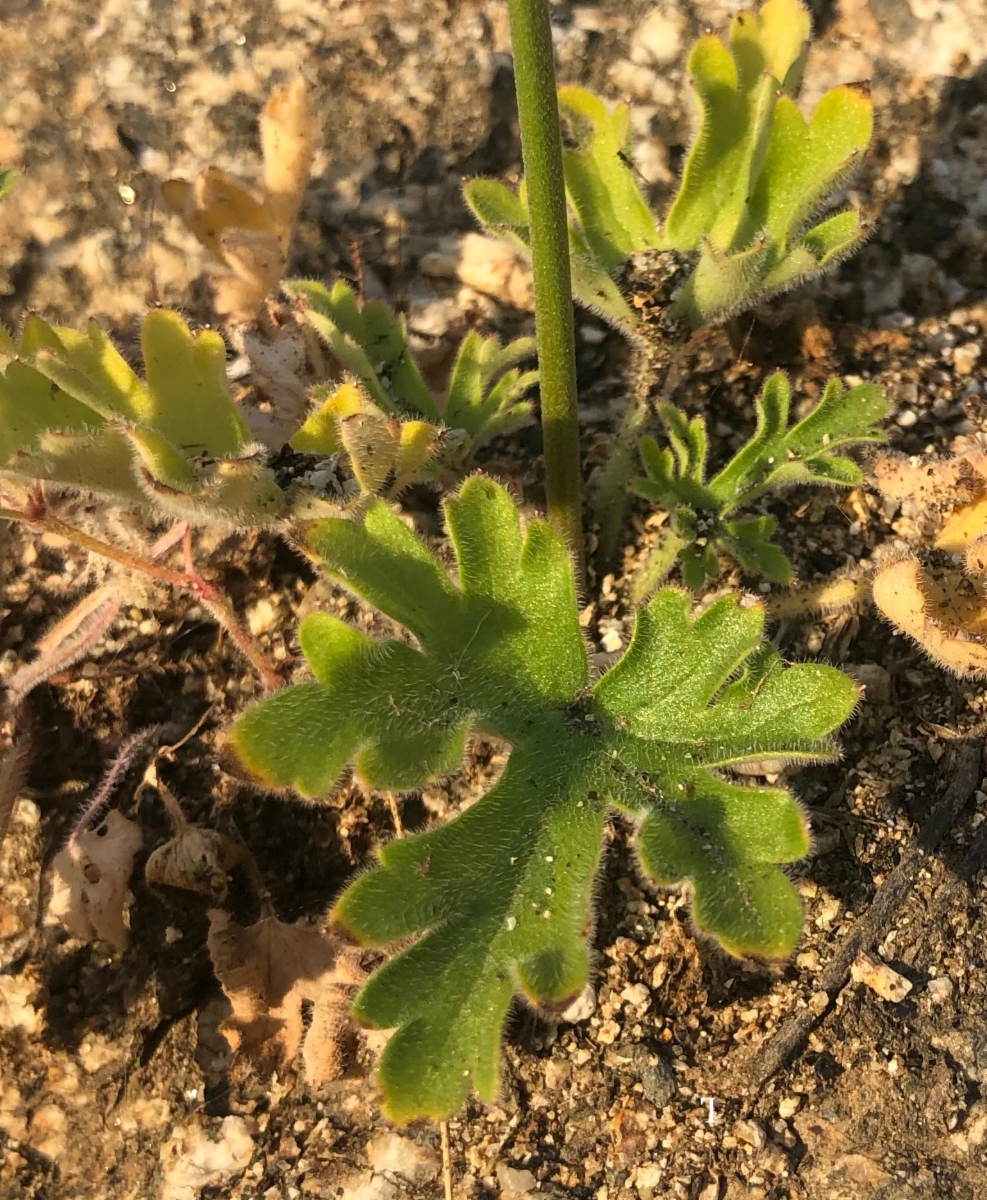 Delphinium hansenii ssp. kernense