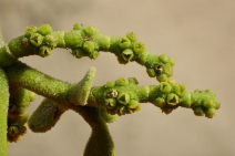 Phoradendron serotinum ssp. macrophyllum