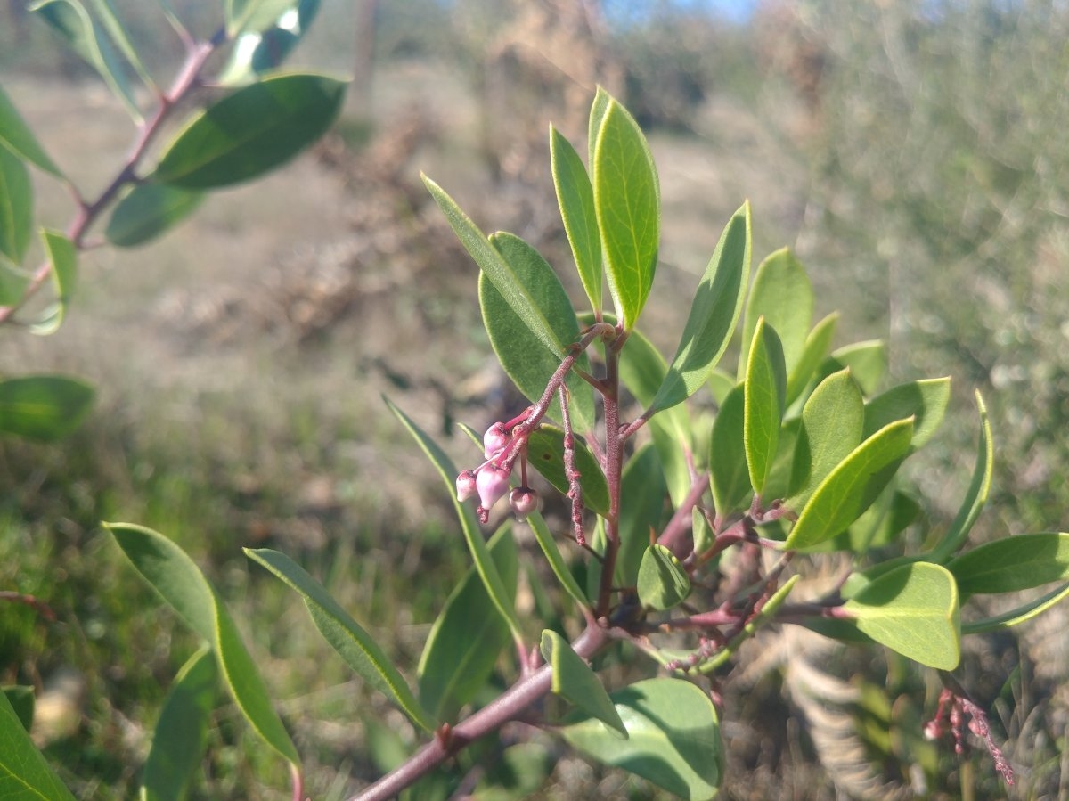 Arctostaphylos stanfordiana ssp. decumbens