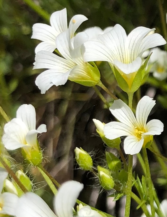 Limnanthes montana