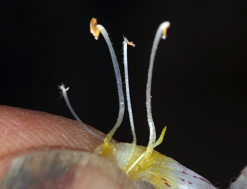 Chloropyron maritimum ssp. canescens