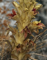 Orobanche californica ssp. feudgi