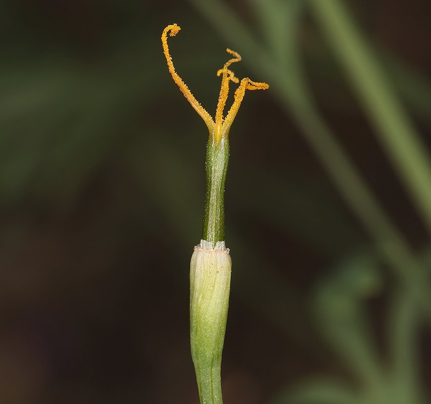 Eschscholzia lemmonii ssp. kernensis