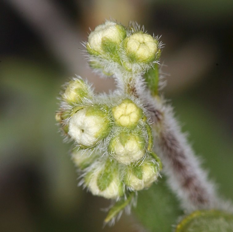 Fendlerella utahensis