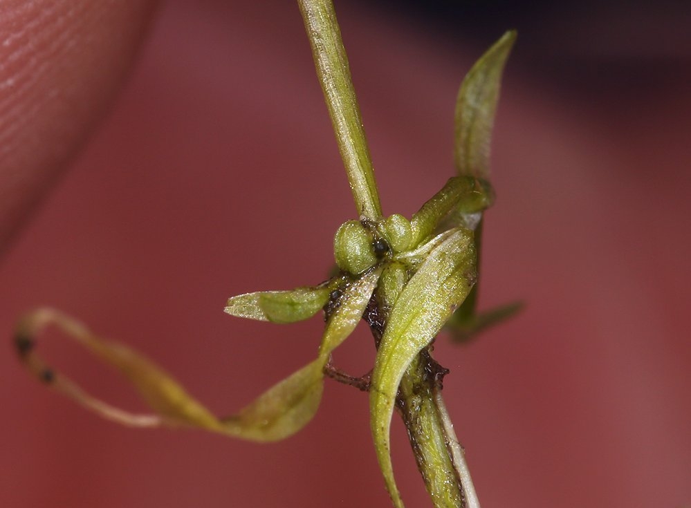 Callitriche palustris