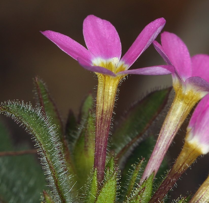Collomia heterophylla