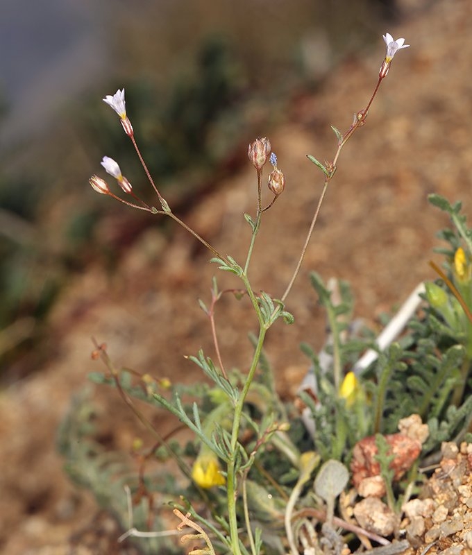 Gilia ochroleuca ssp. ochroleuca
