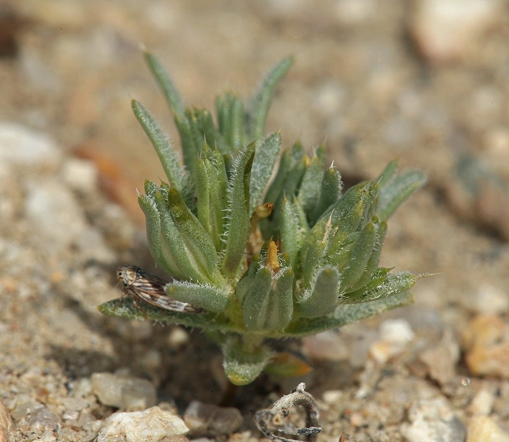 Linanthus arenicola